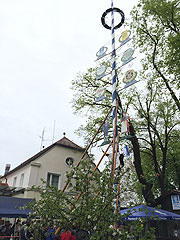aufgestellt am 03.05.2015: der Maibaum im Augustiner Schützengarten (©Foto: Martin Schmitz)